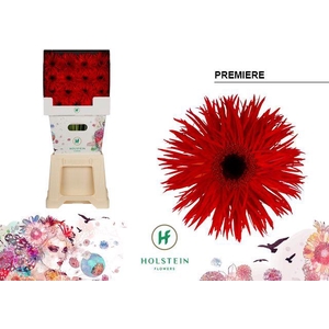 Gerbera Spider Premiere Diamond