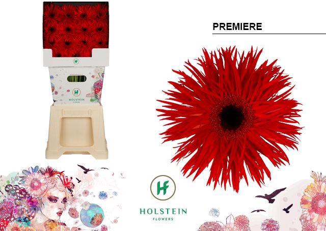 <h4>Gerbera Spider Premiere Diamond</h4>