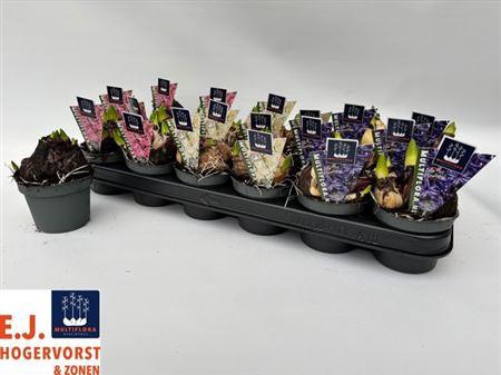 <h4>Hyacin Mult Gem 3 Kl</h4>