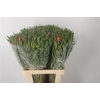 Clarkia Am Gr Salmon