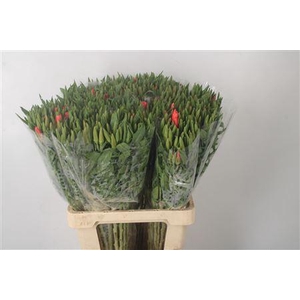 Clarkia Am Gr Salmon