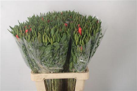 <h4>Clarkia Am Gr Salmon</h4>