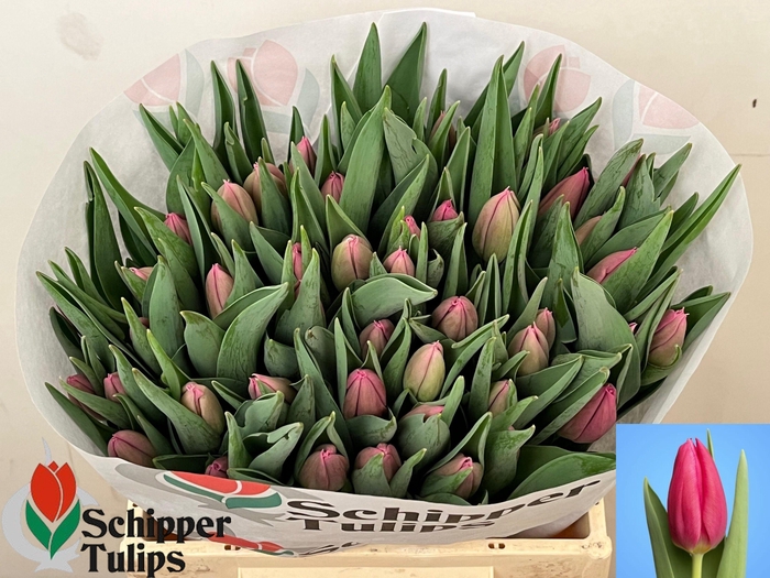 <h4>TU EN IVANKA</h4>