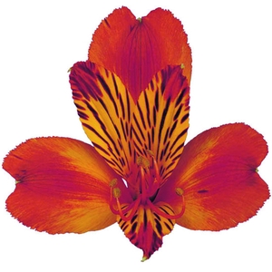 ALSTROEMERIA FLAME 080 CM
