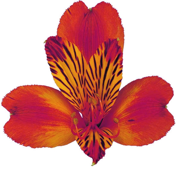 <h4>ALSTROEMERIA FLAME 080 CM</h4>