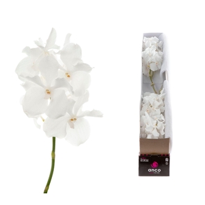 Vanda  'Kanchana Ansu No. 1'