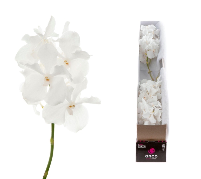 <h4>Vanda 'Kanchana Ansu No. 1'</h4>