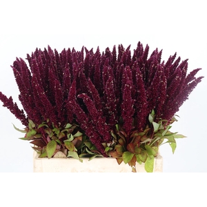 Amaranthus Overig