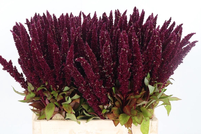 <h4>Amaranthus Overig</h4>