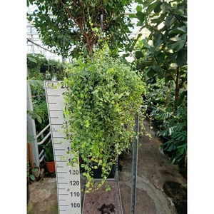 Ficus Pumila 'White Sunny' hangplant