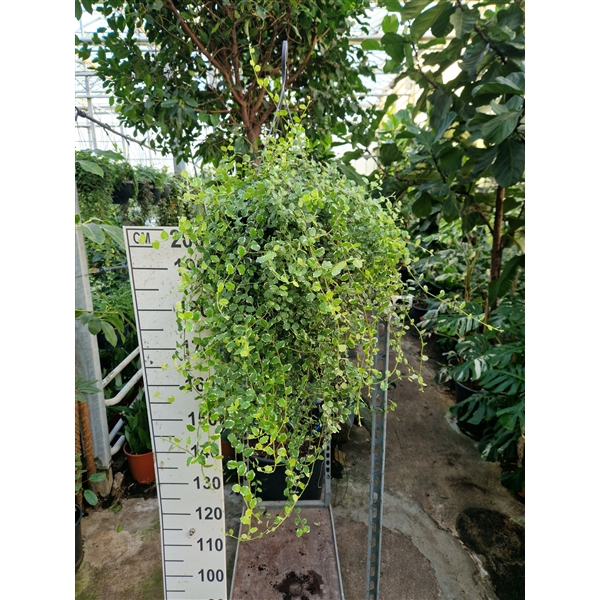 <h4>Ficus Pumila 'White Sunny' hangplant</h4>