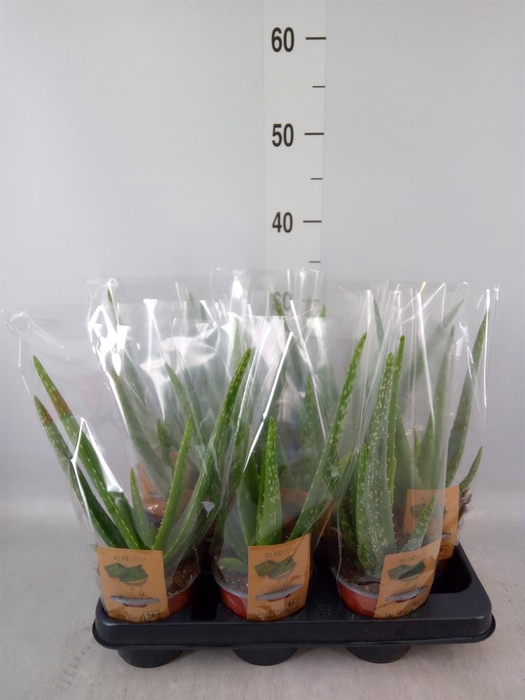 <h4>Aloe vera</h4>