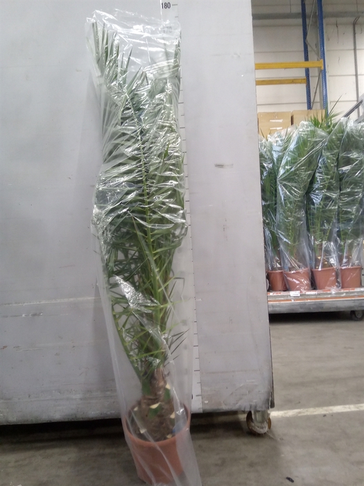 <h4>Phoenix canariensis</h4>
