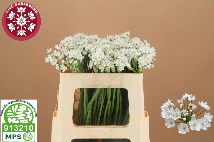 <h4>ALLIUM FLOCON</h4>