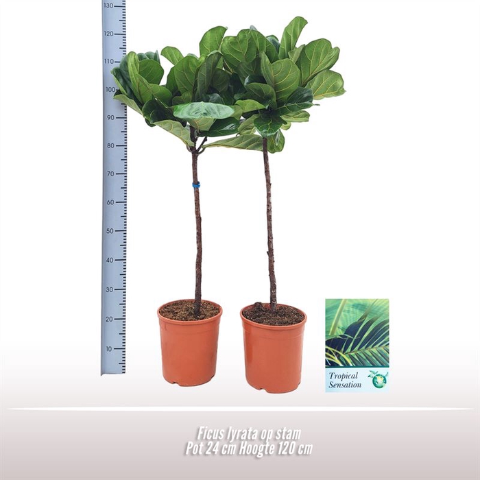 <h4>Ficus Lyrata Stam</h4>