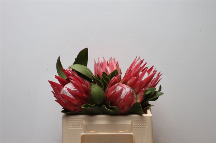 <h4>Protea Cynaroides Madiba</h4>