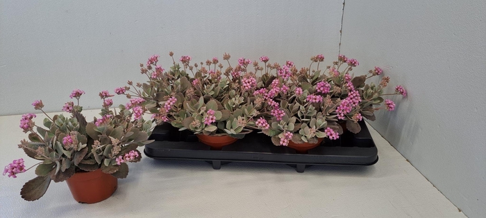 <h4>KALANCHOE PUMILA</h4>
