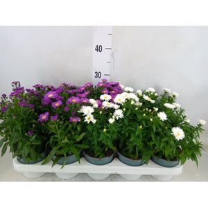 Aster n-b 'Starletta' ..mix