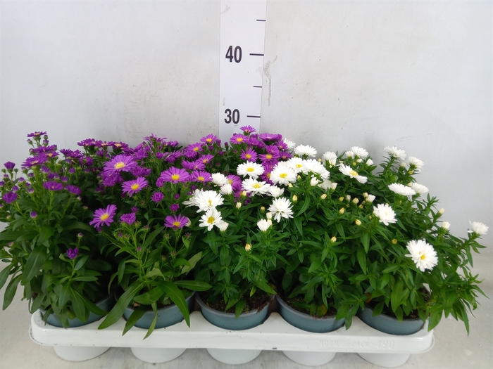<h4>Aster n-b 'Starletta' ..mix</h4>