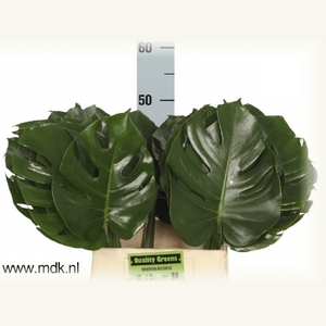 Monstera Leaf 50 cm MDK