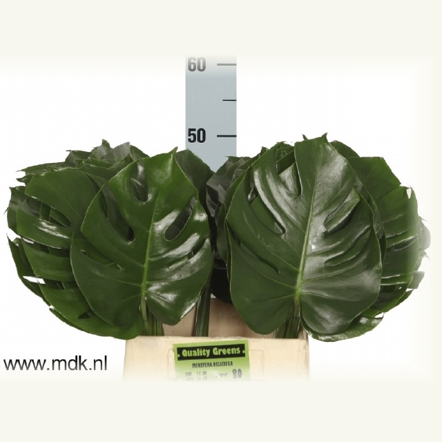 <h4>MONSTERA BLAD</h4>