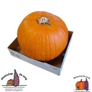 <h4>CUC HALLOWEEN</h4>
