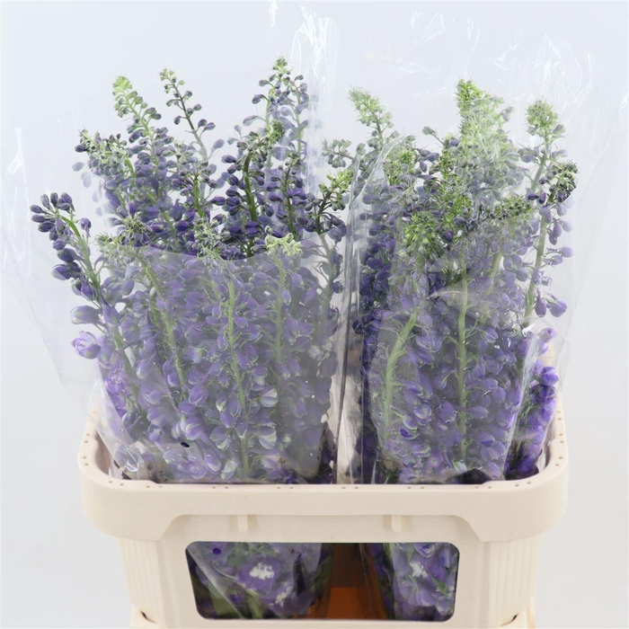 <h4>Delph double Aurora Deep Purple</h4>