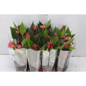 ANTHURIUM MINI MILLION FLOWERS P09