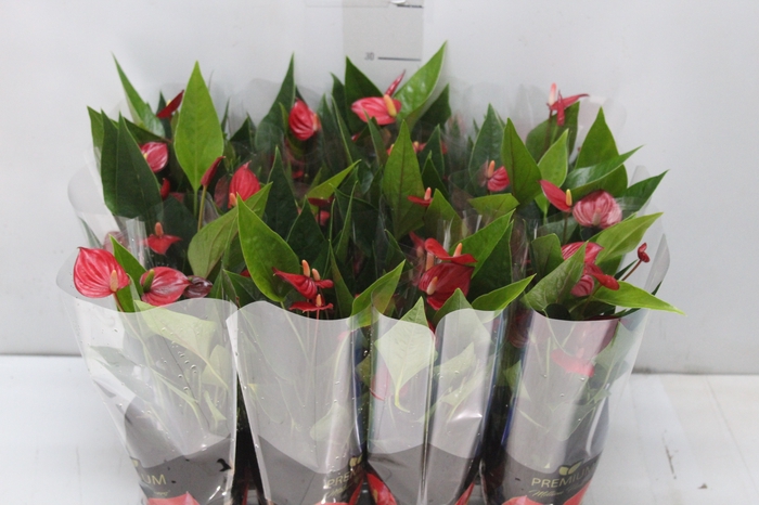 <h4>ANTHURIUM MINI MILLION FLOWERS P09</h4>