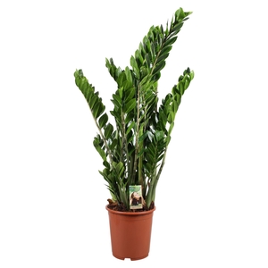 Zamioculcas zamiifolia
