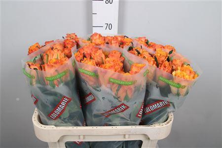 <h4>R Gr Tycoon</h4>