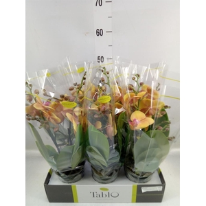 Phalaenopsis   ...orange