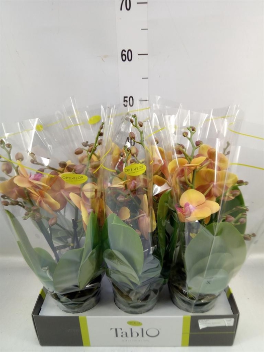 <h4>Phalaenopsis ...orange</h4>