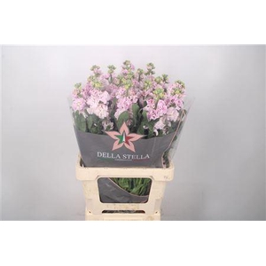 Matth Iron Light Pink