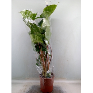 Homalomena rubescens 'Maggy'