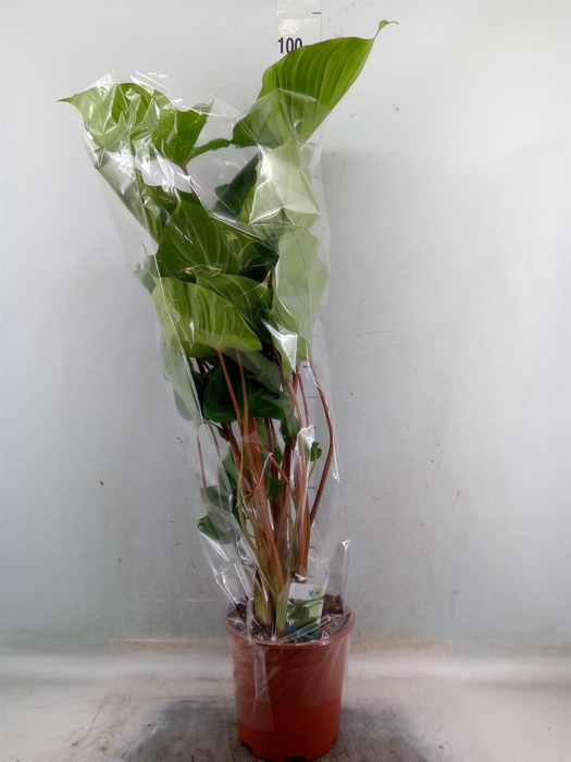 <h4>Homalomena rubescens 'Maggy'</h4>