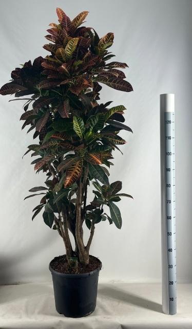 <h4>COD GR PETRA</h4>