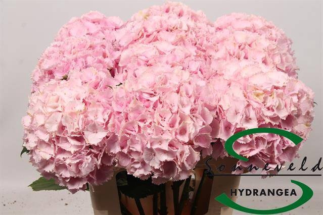<h4>HYDR M CH LOLLYPP RZ</h4>