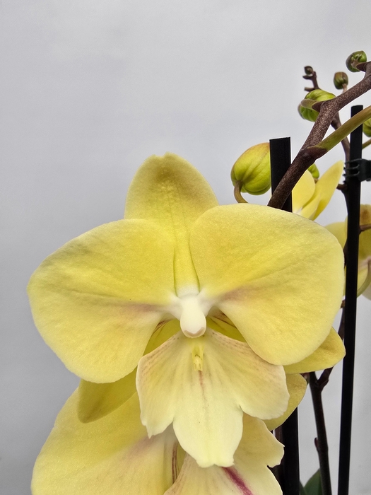 <h4>Limited 23 week 17</h4>