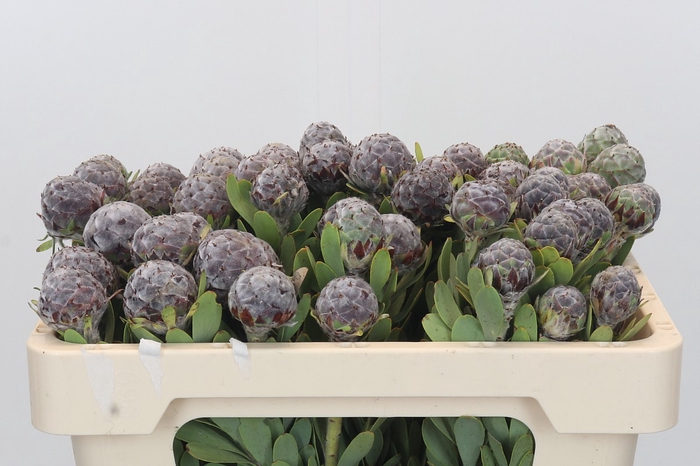 Kaaps Groen Pubescens