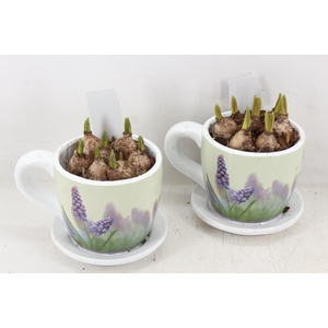 arr4 Muscari JS - Floral kop/schotel x6