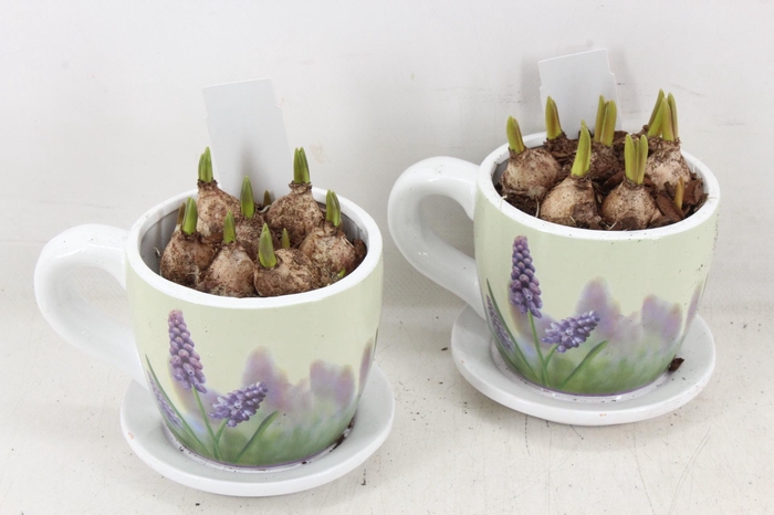 <h4>arr4 Muscari JS - Floral kop/schotel x6</h4>