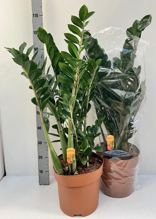 <h4>ZAMIO ZAMIIFOLIA</h4>