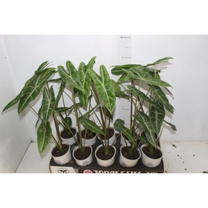 ALOCASIA LONGILOBA P12