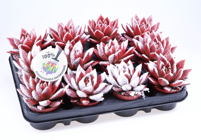 <h4>Echeveria  'Miranda'</h4>