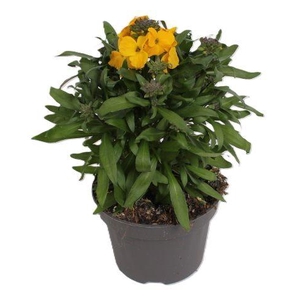 Erysimum Leya Dark Yellow