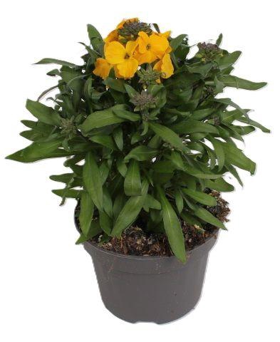 <h4>Erysimum Leya Dark Yellow</h4>