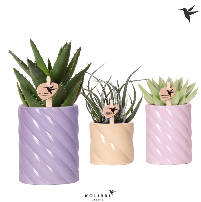 <h4>Kolibri Greens Succulenten mix in Candy pot pink mix</h4>