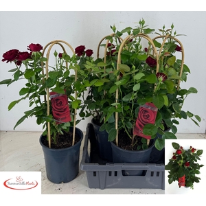 ROSA FL GRAND SELECT