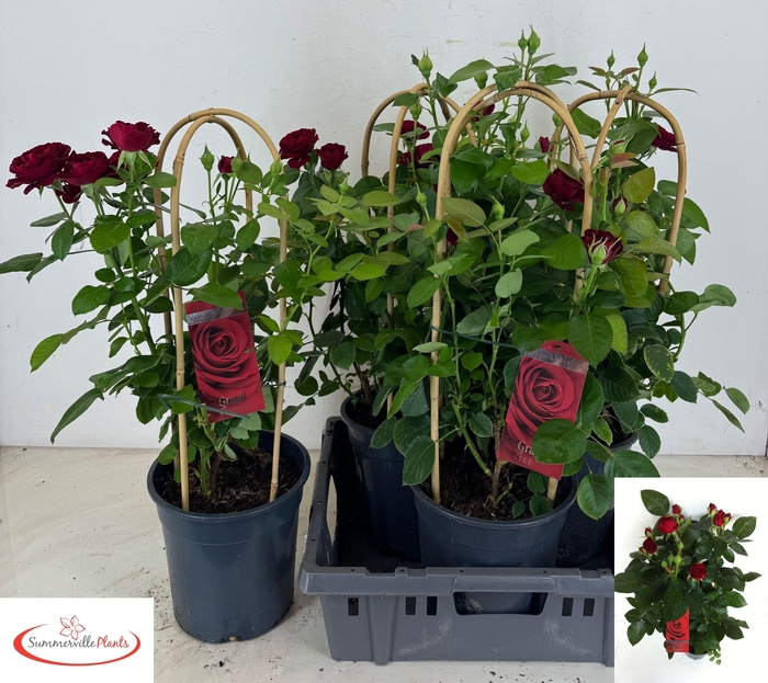 <h4>ROSA FL GRAND SELECT</h4>